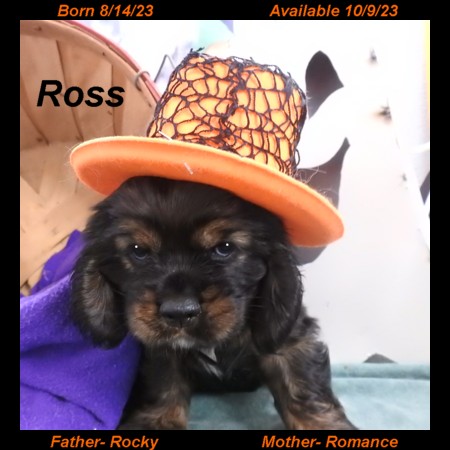 puppy, for, sale, Cocker Spaniel, Joe & Cherri  Overlease, dog, breeder, Miller, MO, dog-breeder, puppy-for-sale, forsale, nearby, find, puppyfind, locator, puppylocator, aca